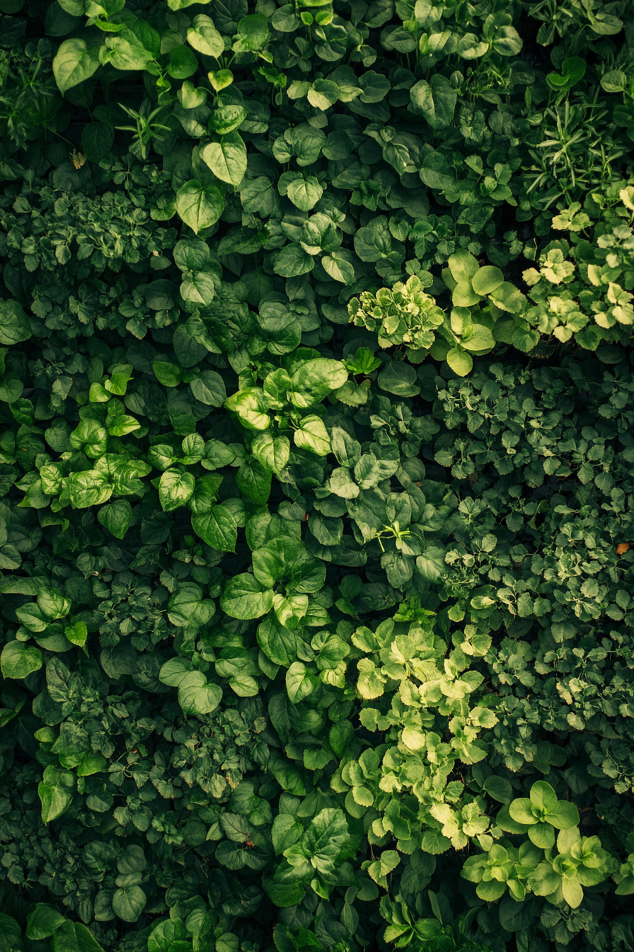 Living wall. Scattered hydroponic stations with bright, indirect sunlight and creeping Geoponic herbs.