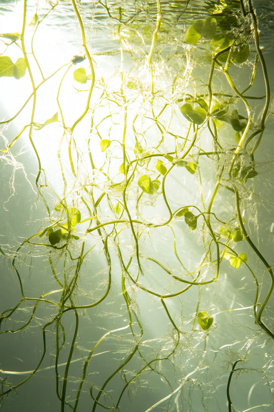 Hydroponic system. Intricate network of water vines encased in clear glass against a sunlit backdrop.