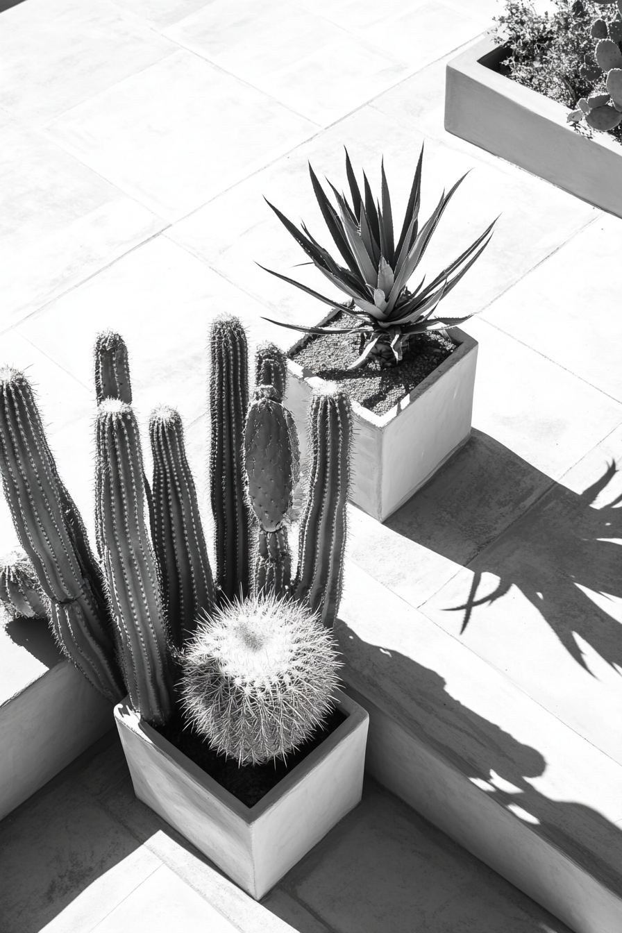 Tiny house roof terrace layout. Monochrome composition of columnar cacti.