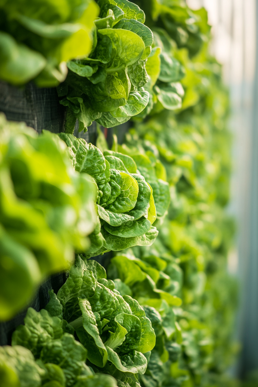 Wall-mounted nutrient film technique system. small-batch lettuce patch, misty Morning lights.