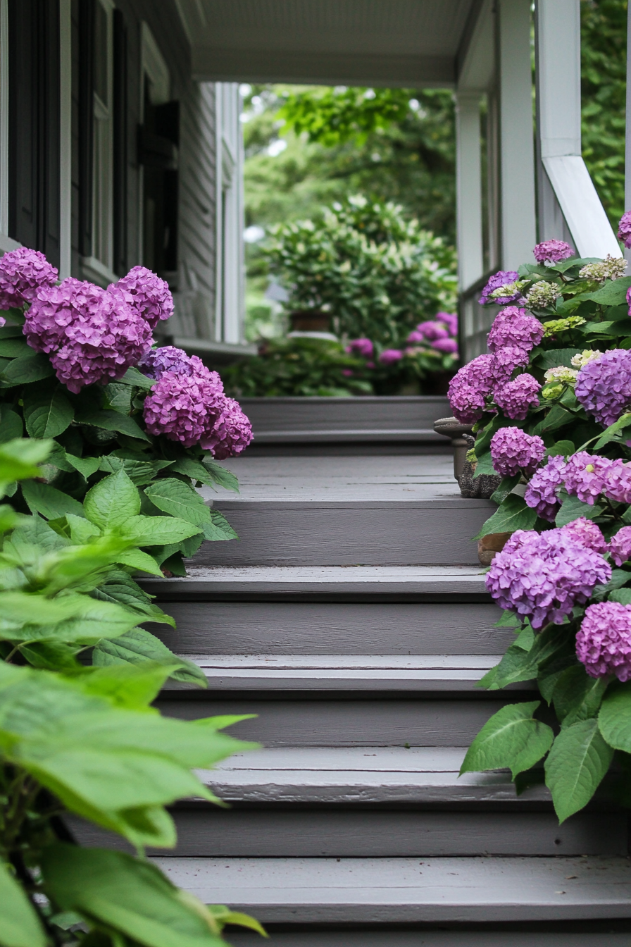 Front porch design. Gray wooden steps with magenta hydrangeas on both sides.